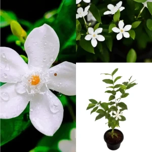 Idda plant