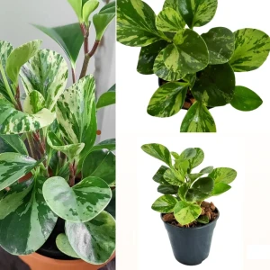 Peperomia Variegated Plant