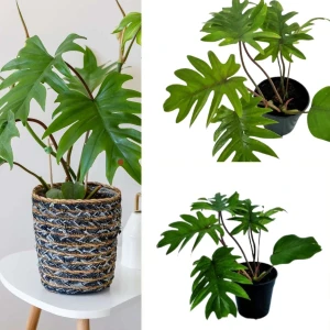 Philodendron mayoi plant