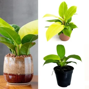 philodendron moonlight plant