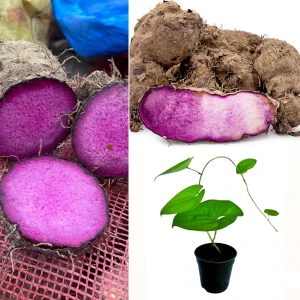 Purple yam/රාජ අල plant