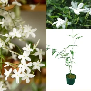 Saman Pichcha Plant