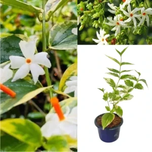 Sepalika (variegated)