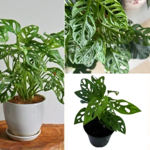Swiss cheese plant