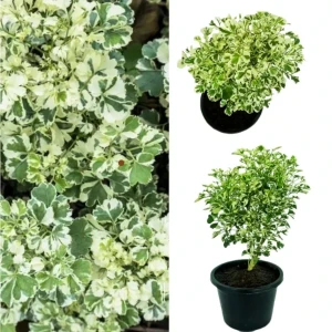 White aralia (variegated)