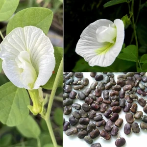 white clitoria Single petal flower seeds ( 20 seeds)