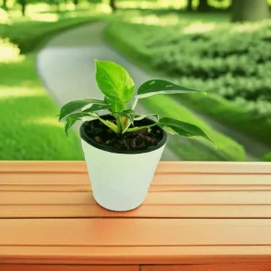White Princes Plant in 18cm White Diamond Pot