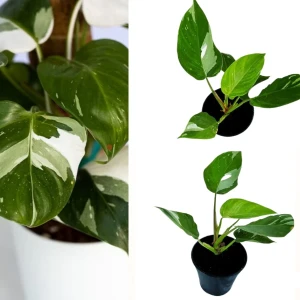 White Princes plant