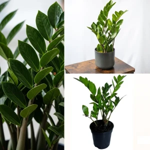 ZZ Plant 12cm Pot