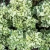 White aralia (variegated) - image 2