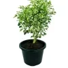 White aralia (variegated) - image 3