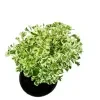 White aralia (variegated) - image 4