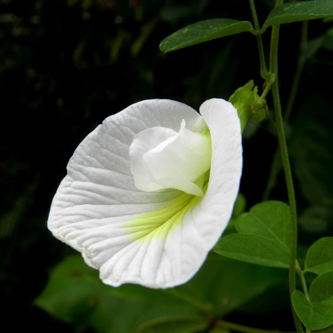 white clitoria Single petal flower seeds ( 20 seeds) - image 2