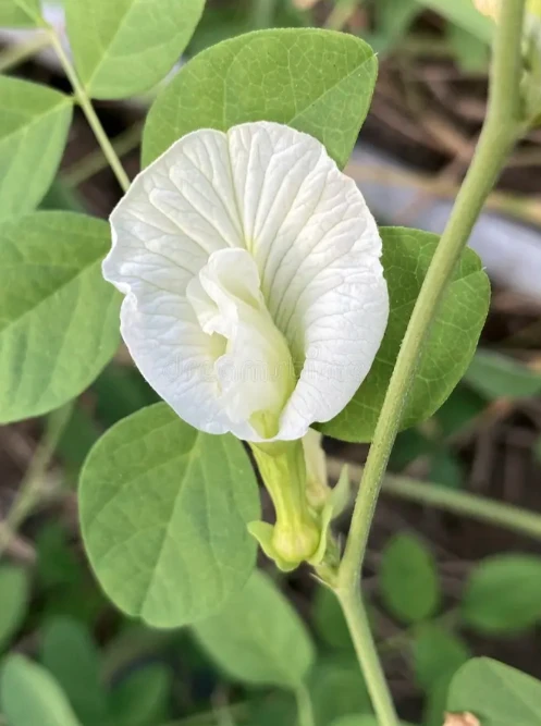 white clitoria Single petal flower seeds ( 20 seeds) - image 4