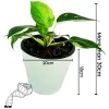 White Princes Plant in 18cm White Diamond Pot - image 2
