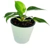 White Princes Plant in 18cm White Diamond Pot - image 3