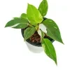 White Princes Plant in 18cm White Diamond Pot - image 4