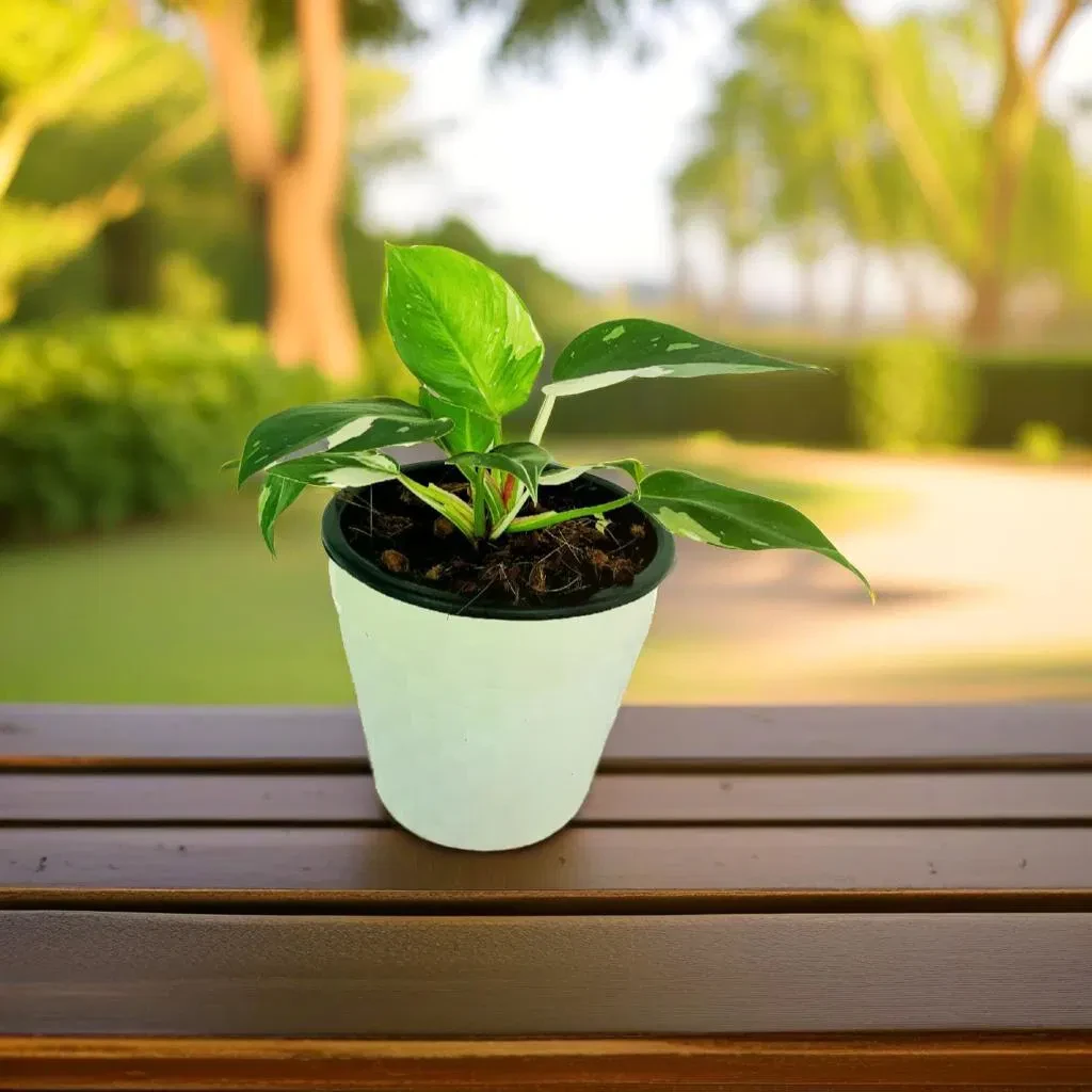 White Princes Plant in 18cm White Diamond Pot - image 5