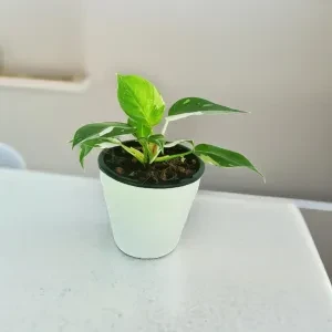 White Princes Plant in 18cm White Diamond Pot - image 6