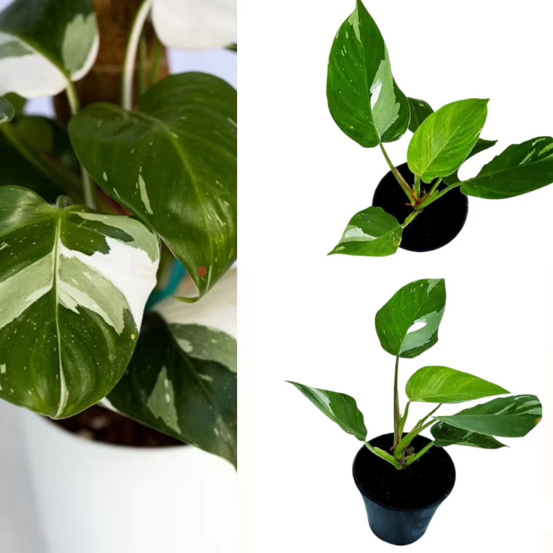 White Princes plant