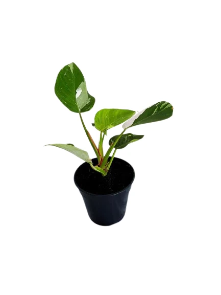 White Princes plant - image 2