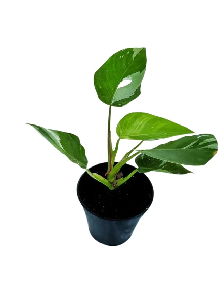 White Princes plant - image 3