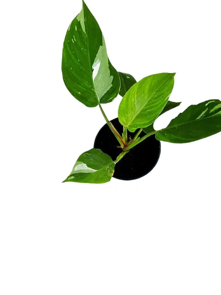 White Princes plant - image 4
