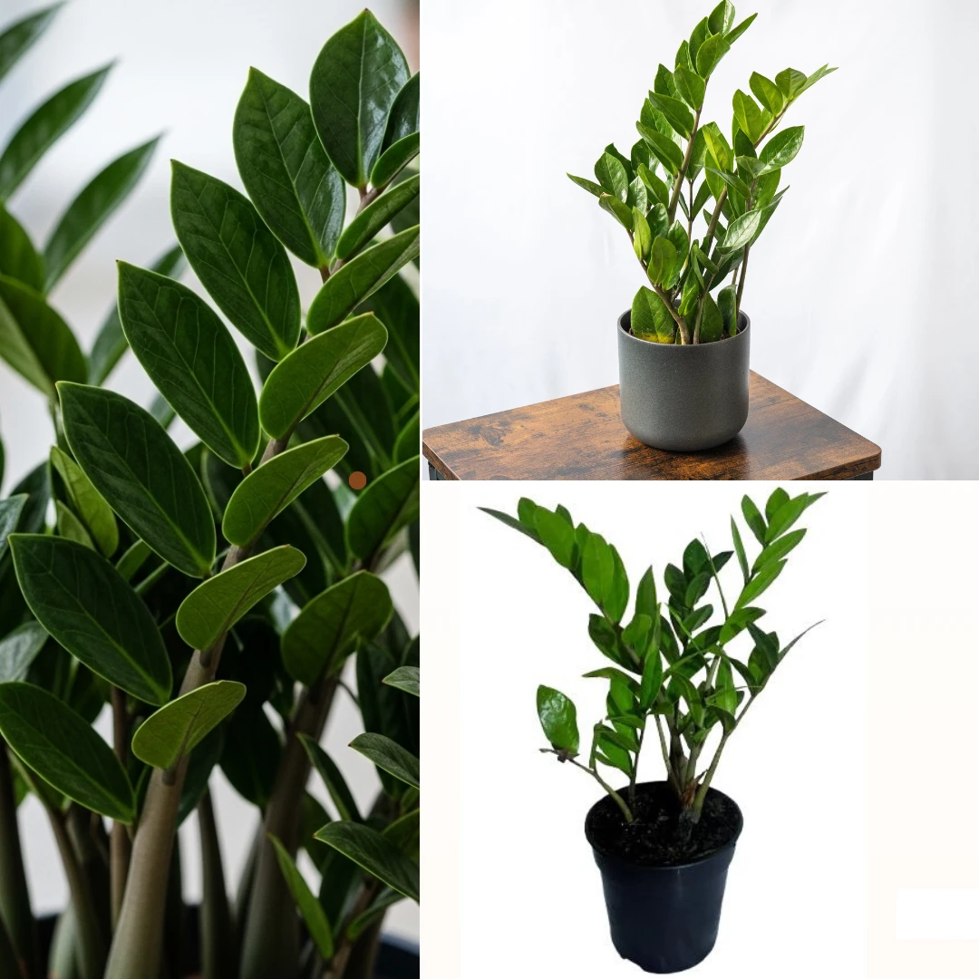 ZZ Plant 12cm Pot