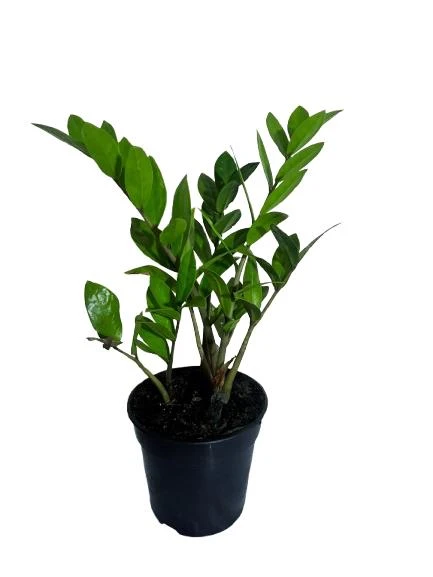 ZZ Plant 12cm Pot - image 2
