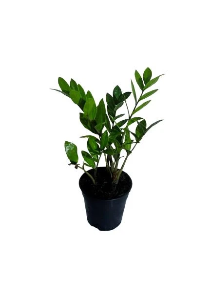 ZZ Plant 12cm Pot - image 3