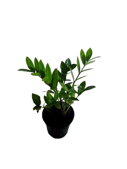 ZZ Plant 12cm Pot - image 4