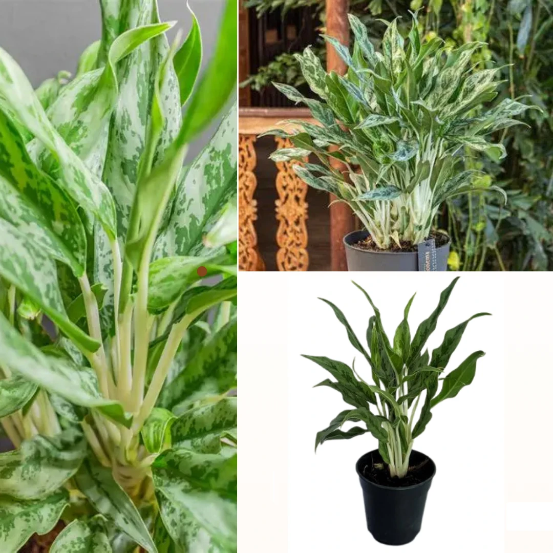 Aglaonema Greyhound Plant