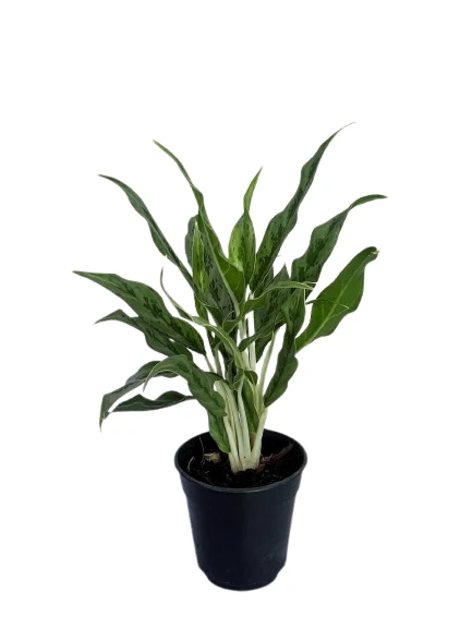 Aglaonema Greyhound Plant - image 2