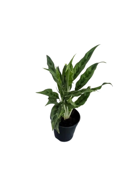 Aglaonema Greyhound Plant - image 3