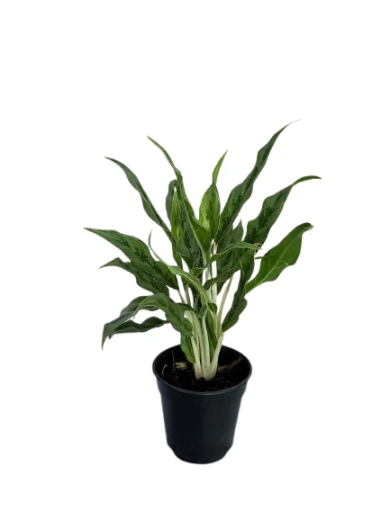 Aglaonema Greyhound Plant - image 4