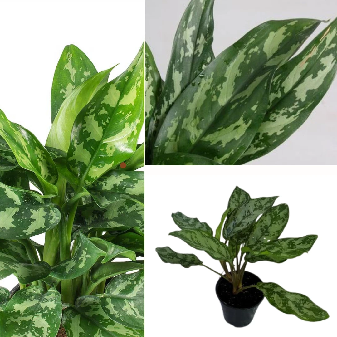 Aglaonema Maria plant