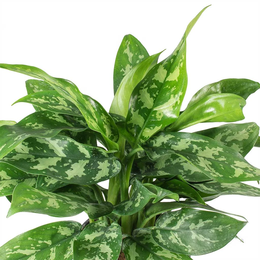 Aglaonema Maria plant - image 2