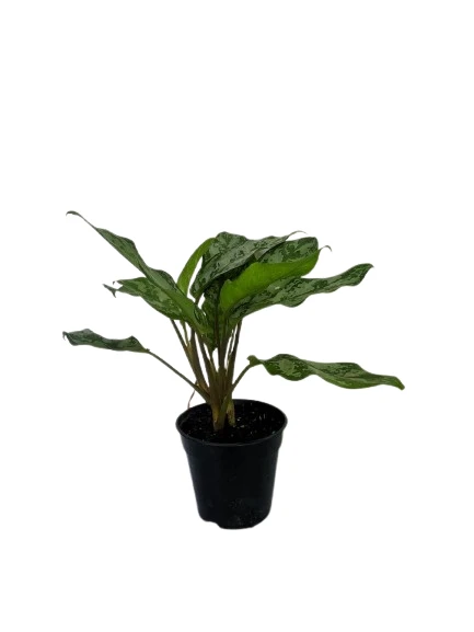 Aglaonema Maria plant - image 3