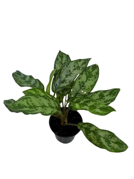Aglaonema Maria plant - image 4