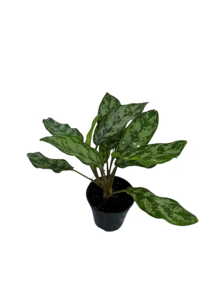 Aglaonema Maria plant - image 5