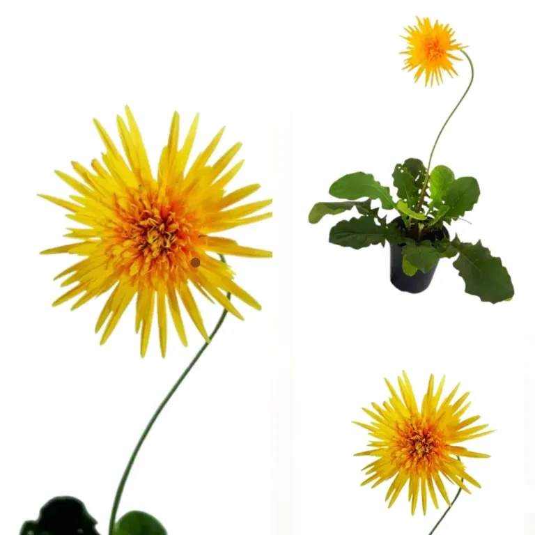 Baberton Daisy yellow Plant