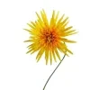 Baberton Daisy yellow Plant - image 2