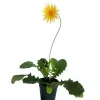 Baberton Daisy yellow Plant - image 3