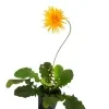 Baberton Daisy yellow Plant - image 4