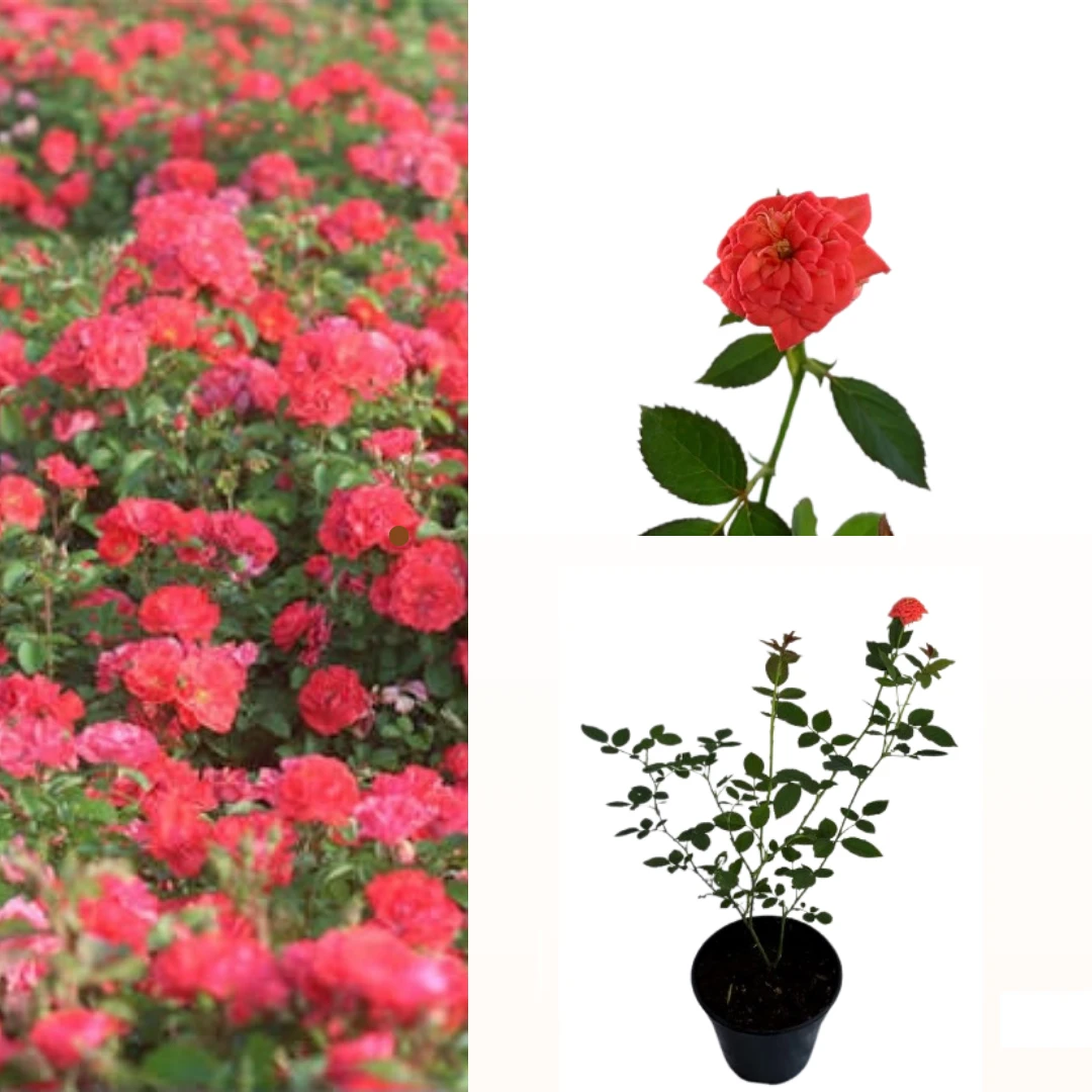 Baby rose orange plant