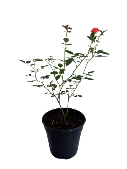 Baby rose orange plant - image 2