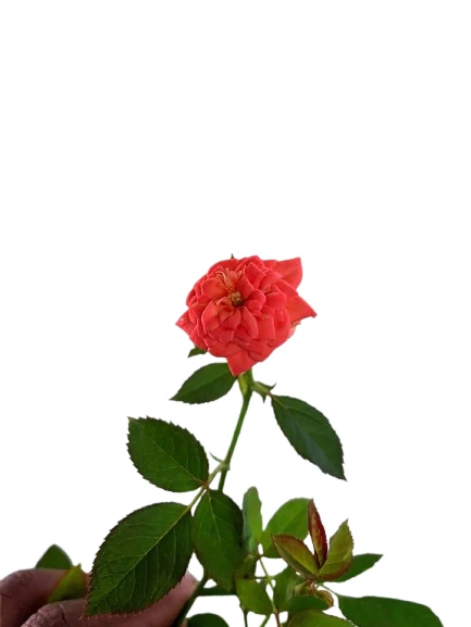 Baby rose orange plant - image 3