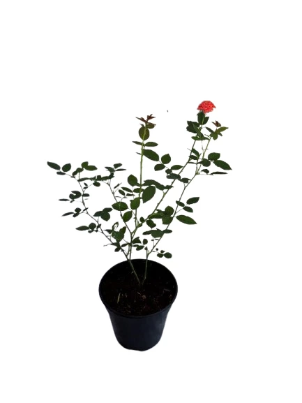 Baby rose orange plant - image 4