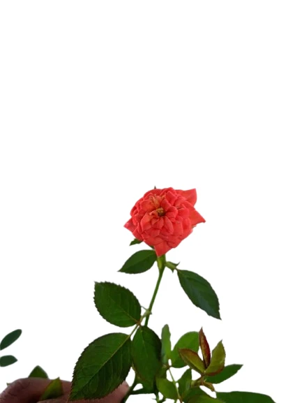 Baby rose orange plant - image 5