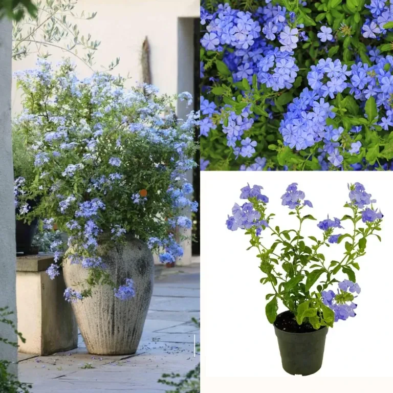 Blue Plumbago Plant